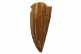 Serrated, Raptor Tooth - Real Dinosaur Tooth #125967-1